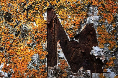 Close-up of autumnal leaves