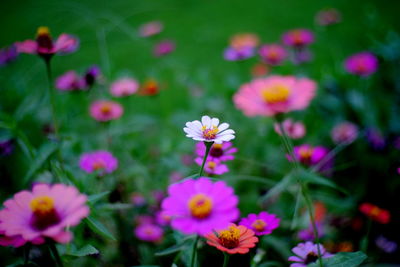 Close-up of pink flowering plants on field