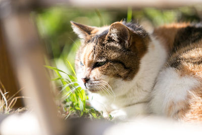 Close-up of a cat