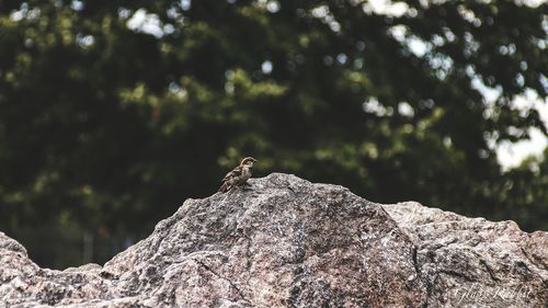 Sparrow perching on rock against trees