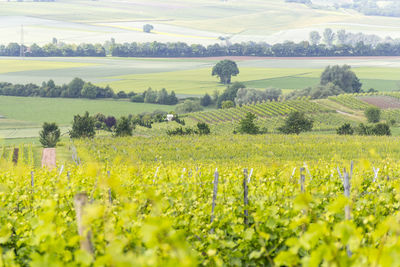 Scenic view of field