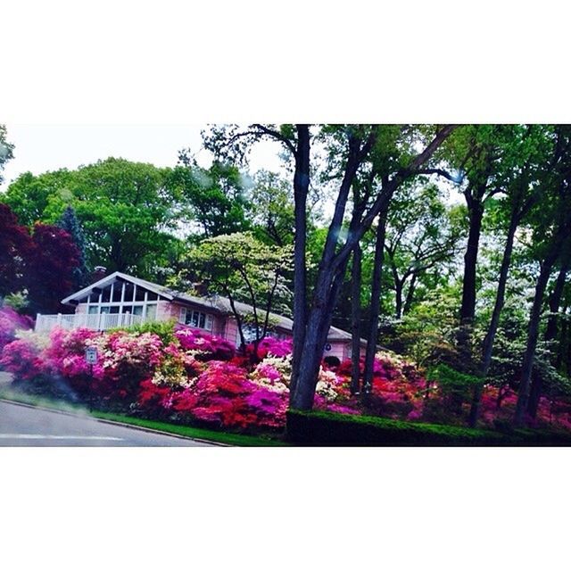 tree, growth, flower, beauty in nature, clear sky, nature, transfer print, auto post production filter, plant, freshness, pink color, branch, tranquility, day, green color, no people, outdoors, blossom, built structure, lush foliage