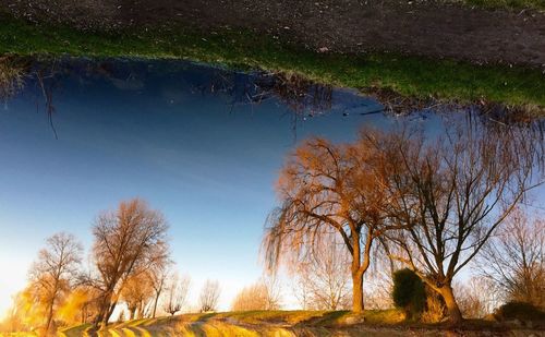 Bare trees on landscape