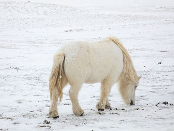 White horse standing on snow covered land