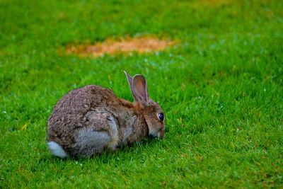 Close-up of rabbit on grass