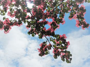 Low angle view of flowering tree against sky