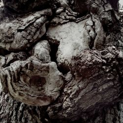 Close-up of tree trunk