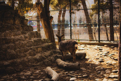 View of a cat on rock