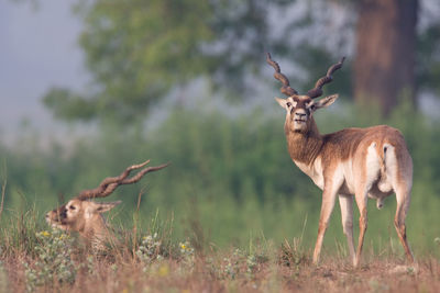 Deer standing on field
