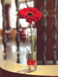 Close-up of red orchid on table