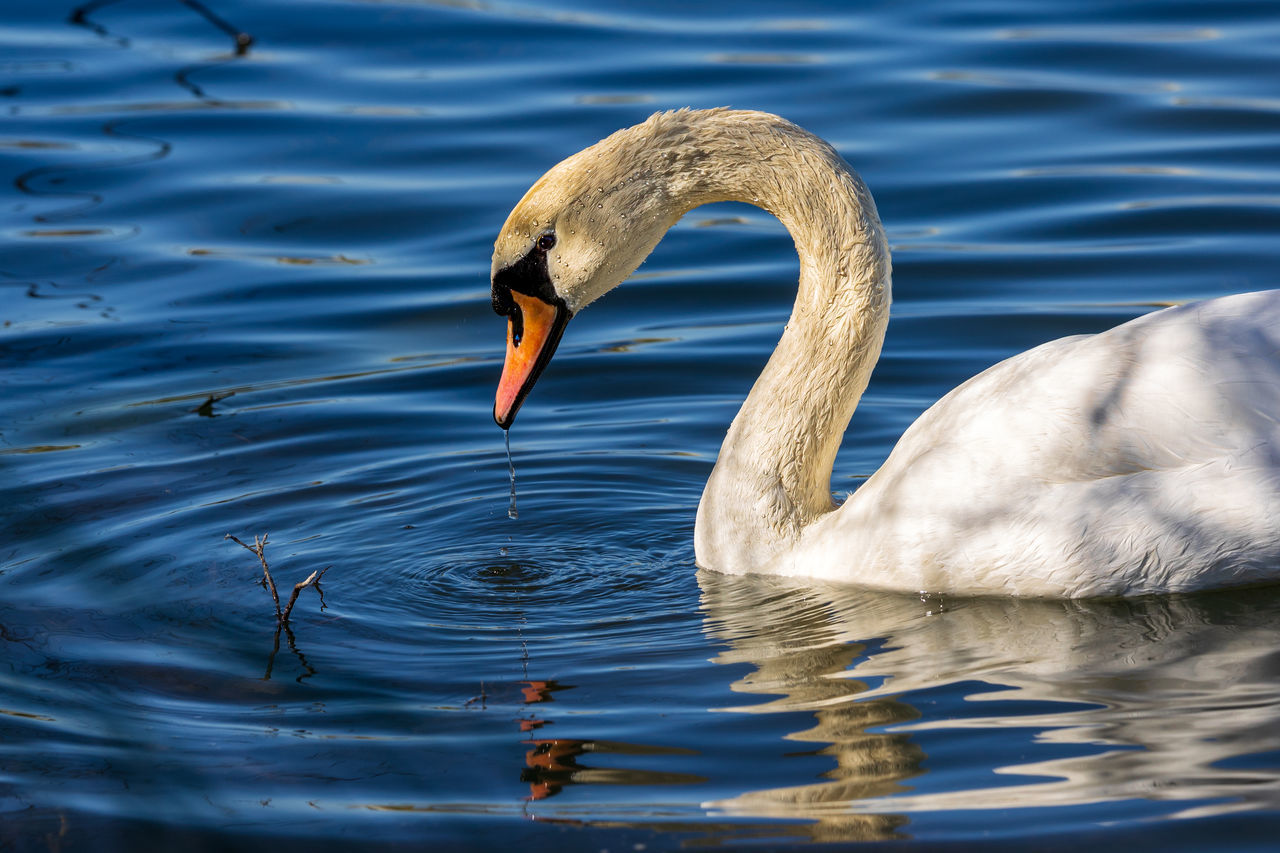 animal themes, animal wildlife, animal, wildlife, bird, water, one animal, swan, beak, lake, water bird, ducks, geese and swans, reflection, rippled, swimming, no people, nature, animal body part, day, wing, duck, beauty in nature, waterfront, zoology, outdoors, side view, goose