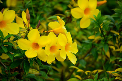 Close-up of yellow flowering plant
