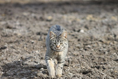 Close-up of tabby cat walking