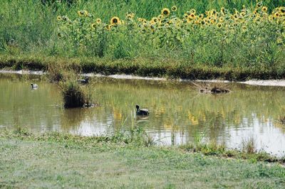 Ducks swimming in lake