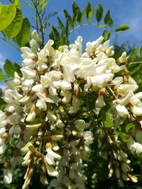 Close-up of white flowering plant against sky