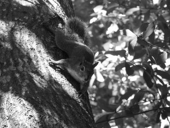Close-up of squirrel on tree trunk