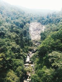 High angle view of trees in forest against sky