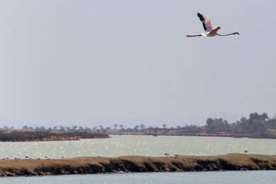 Seagull flying in the sky