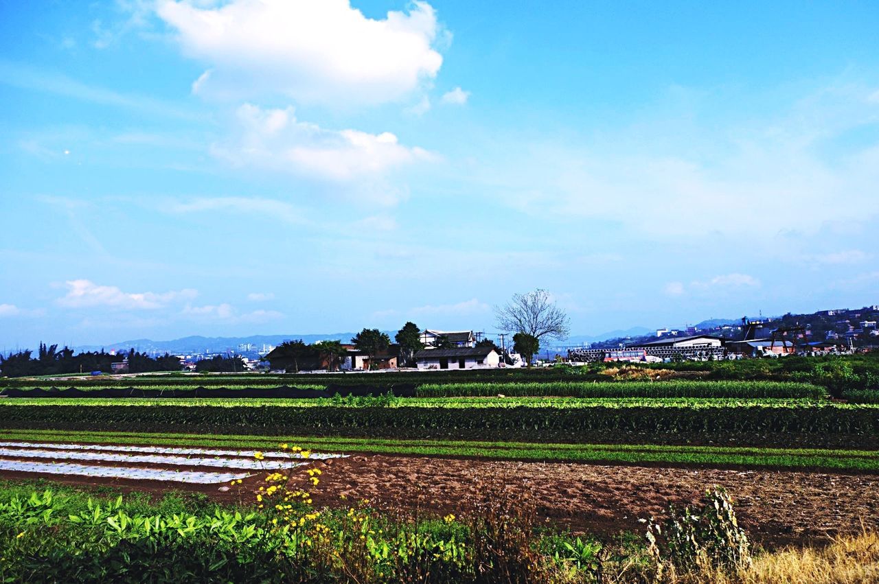 agriculture, rural scene, field, landscape, sky, farm, crop, growth, tranquil scene, cloud - sky, tranquility, tree, building exterior, nature, grass, cultivated land, beauty in nature, built structure, architecture, cloud