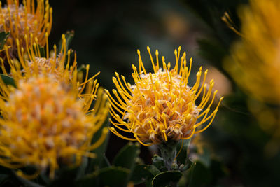 Close-up of yellow flowering plant