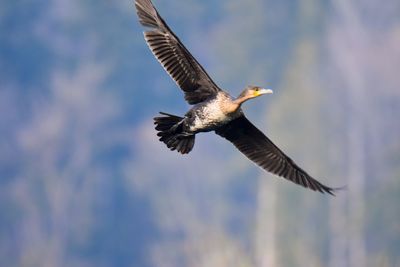 Low angle view of cormorant flying against cloudy sky