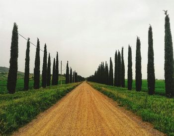 Panoramic shot of road amidst trees against sky