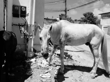 Close-up of horse