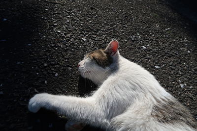 Close-up of cat