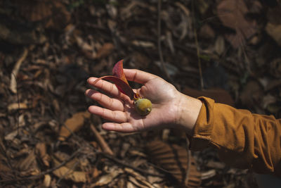 Midsection of man holding leaves on field