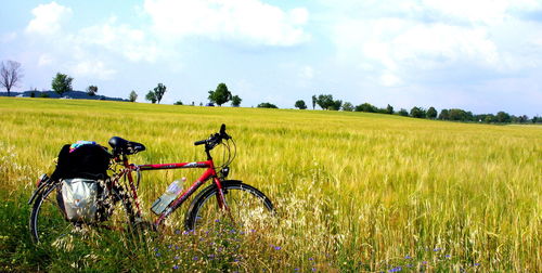 Scenic view of grassy field against sky