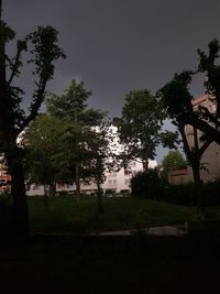 Trees growing on field against sky at night