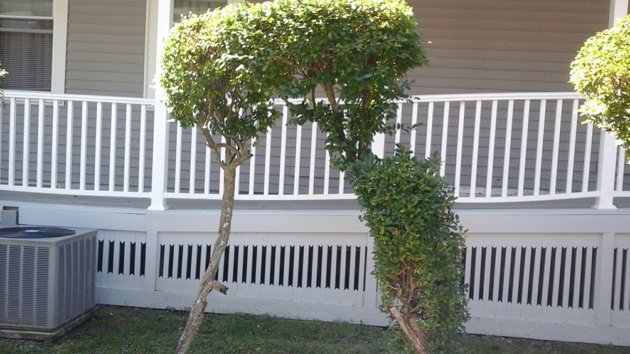 building exterior, architecture, built structure, tree, growth, plant, sunlight, green color, railing, potted plant, in a row, day, city, shadow, outdoors, house, no people, building, residential building, street light