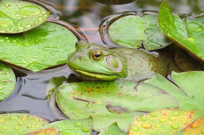 Frog amidst lotus leaves in pond