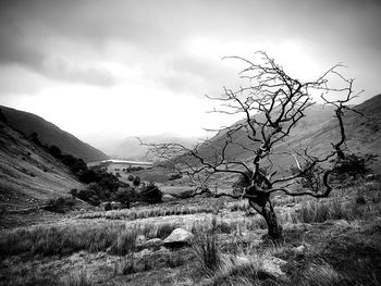Bare tree on field against sky