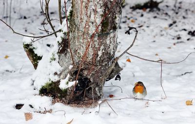 Close-up of snow on tree trunk during winter