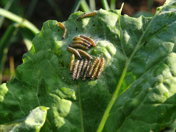 Close-up of insect on leaf