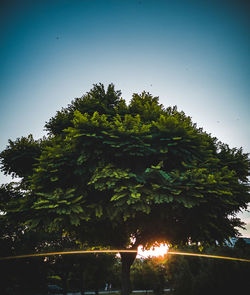 Low angle view of trees against clear blue sky
