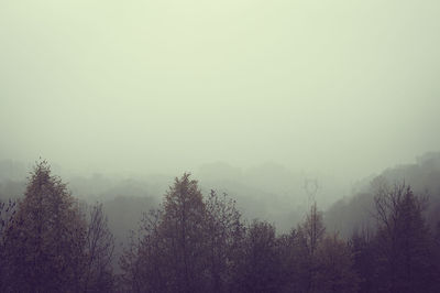 Trees in forest against sky