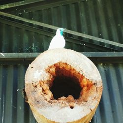 High angle view of bird in container