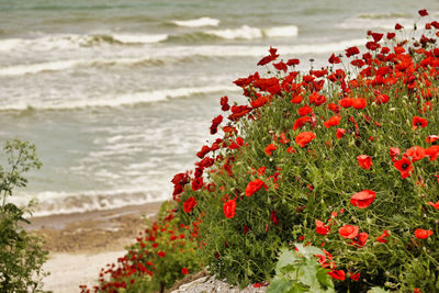 Red flowering plant on sea shore