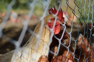 Close-up of bird in cage