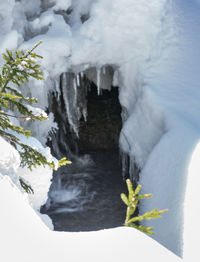 Close-up of frozen plants during winter