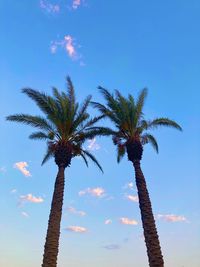 Low angle view of palm tree against blue sky