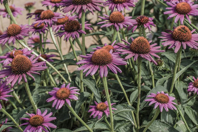 Full frame shot of eastern purple coneflowers blooming at park