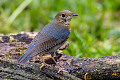 Close-up of bird perching on wood