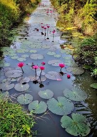 Pink water lily in lake