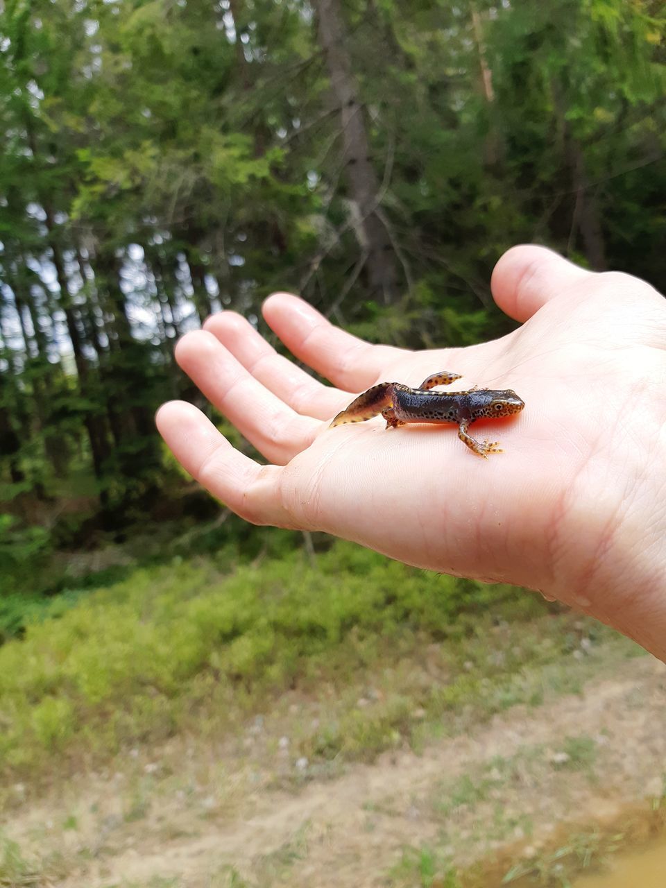 CROPPED IMAGE OF HAND FEEDING A INSECT