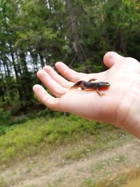 Cropped image of hand feeding insect