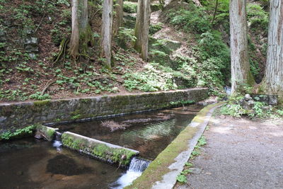 Trees growing by canal in forest