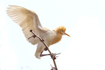 Low angle view of a bird flying against clear sky